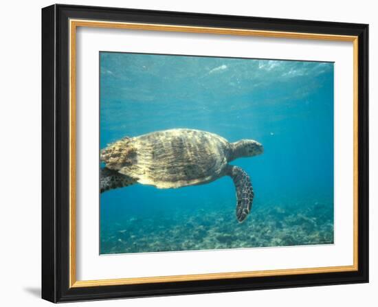 Hawksbill Turtle, Mayotte Island, Comoros, Africa-Pete Oxford-Framed Photographic Print