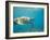 Hawksbill Turtle, Mayotte Island, Comoros, Africa-Pete Oxford-Framed Photographic Print