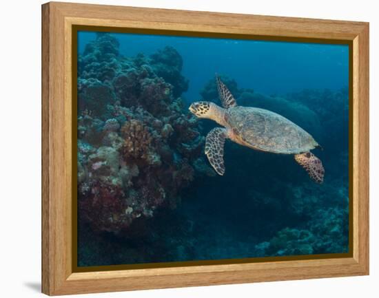 Hawksbill Turtle, Palau, Micronesia, Rock Islands, World Heritage Site, Western Pacific-Stuart Westmoreland-Framed Premier Image Canvas