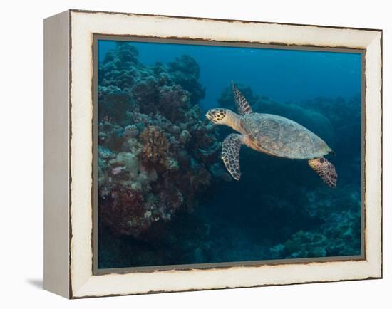 Hawksbill Turtle, Palau, Micronesia, Rock Islands, World Heritage Site, Western Pacific-Stuart Westmoreland-Framed Premier Image Canvas