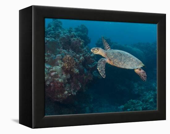 Hawksbill Turtle, Palau, Micronesia, Rock Islands, World Heritage Site, Western Pacific-Stuart Westmoreland-Framed Premier Image Canvas