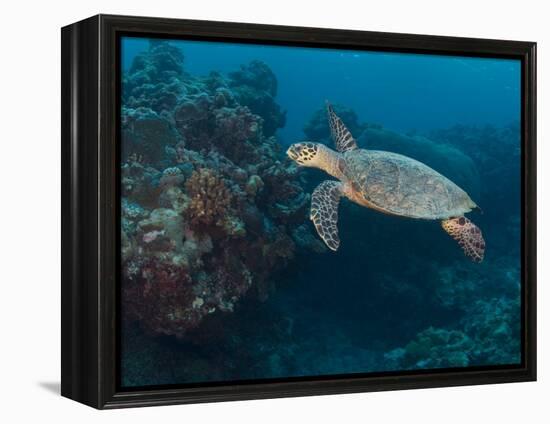 Hawksbill Turtle, Palau, Micronesia, Rock Islands, World Heritage Site, Western Pacific-Stuart Westmoreland-Framed Premier Image Canvas