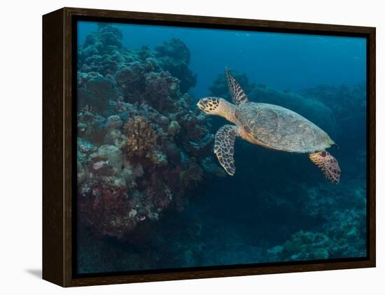 Hawksbill Turtle, Palau, Micronesia, Rock Islands, World Heritage Site, Western Pacific-Stuart Westmoreland-Framed Premier Image Canvas