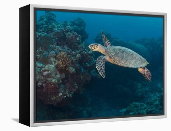 Hawksbill Turtle, Palau, Micronesia, Rock Islands, World Heritage Site, Western Pacific-Stuart Westmoreland-Framed Premier Image Canvas