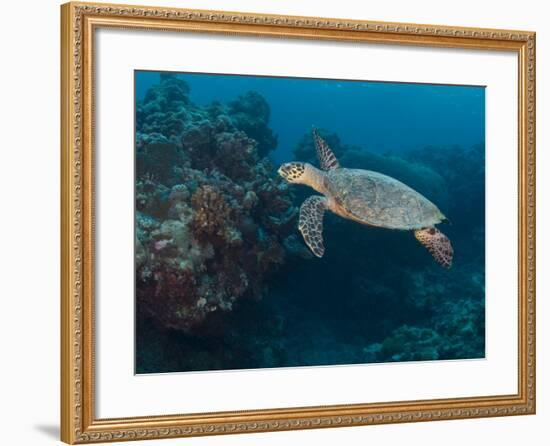 Hawksbill Turtle, Palau, Micronesia, Rock Islands, World Heritage Site, Western Pacific-Stuart Westmoreland-Framed Photographic Print