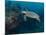 Hawksbill Turtle, Palau, Micronesia, Rock Islands, World Heritage Site, Western Pacific-Stuart Westmoreland-Mounted Photographic Print