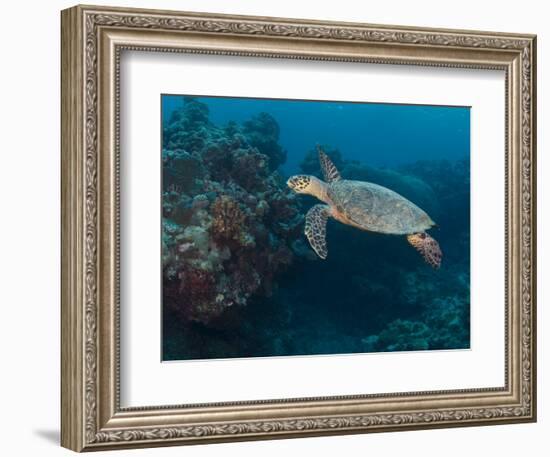 Hawksbill Turtle, Palau, Micronesia, Rock Islands, World Heritage Site, Western Pacific-Stuart Westmoreland-Framed Photographic Print