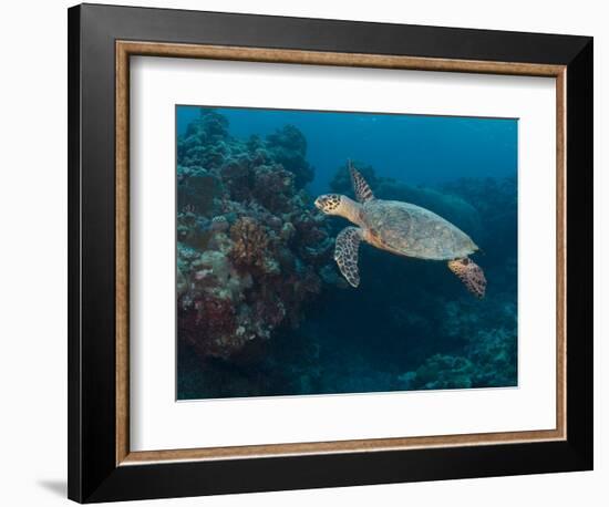 Hawksbill Turtle, Palau, Micronesia, Rock Islands, World Heritage Site, Western Pacific-Stuart Westmoreland-Framed Photographic Print