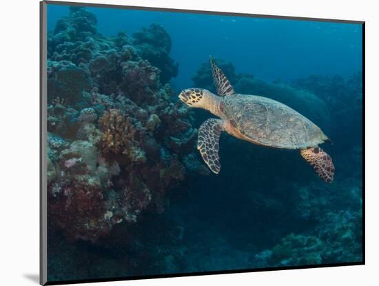 Hawksbill Turtle, Palau, Micronesia, Rock Islands, World Heritage Site, Western Pacific-Stuart Westmoreland-Mounted Photographic Print