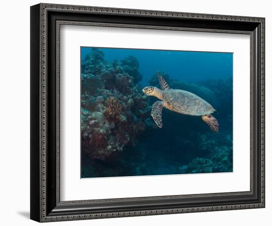 Hawksbill Turtle, Palau, Micronesia, Rock Islands, World Heritage Site, Western Pacific-Stuart Westmoreland-Framed Photographic Print