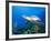 Hawksbill Turtle Swimming above Reef-Paul Souders-Framed Photographic Print