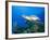 Hawksbill Turtle Swimming above Reef-Paul Souders-Framed Photographic Print