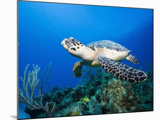 Hawksbill Turtle Swimming above Reef-Paul Souders-Mounted Photographic Print