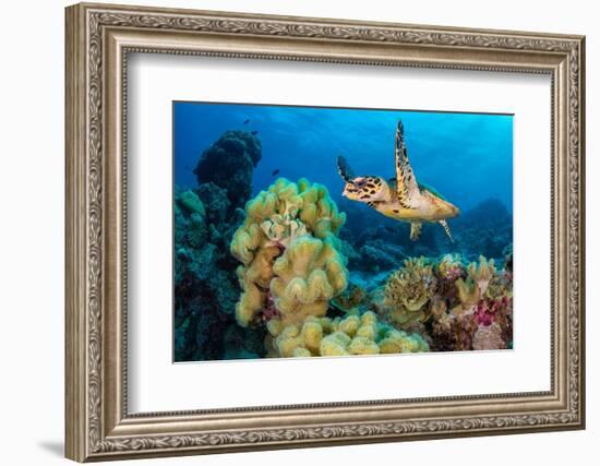 Hawksbill turtle swimming over Leather corals, Maldives-Alex Mustard-Framed Photographic Print