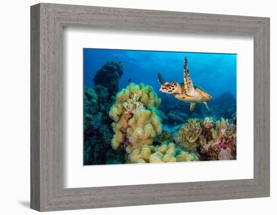 Hawksbill turtle swimming over Leather corals, Maldives-Alex Mustard-Framed Photographic Print