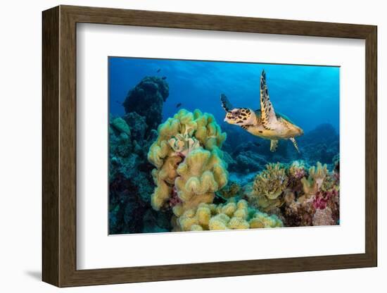 Hawksbill turtle swimming over Leather corals, Maldives-Alex Mustard-Framed Photographic Print