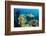 Hawksbill turtle swimming over Leather corals, Maldives-Alex Mustard-Framed Photographic Print