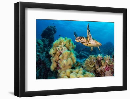 Hawksbill turtle swimming over Leather corals, Maldives-Alex Mustard-Framed Photographic Print