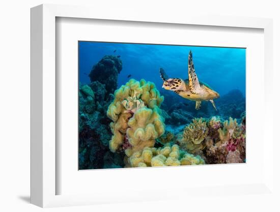 Hawksbill turtle swimming over Leather corals, Maldives-Alex Mustard-Framed Photographic Print