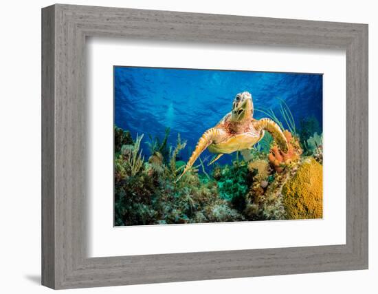 Hawksbill Turtle Swimming Through Caribbean Reef-Jan Abadschieff-Framed Photographic Print