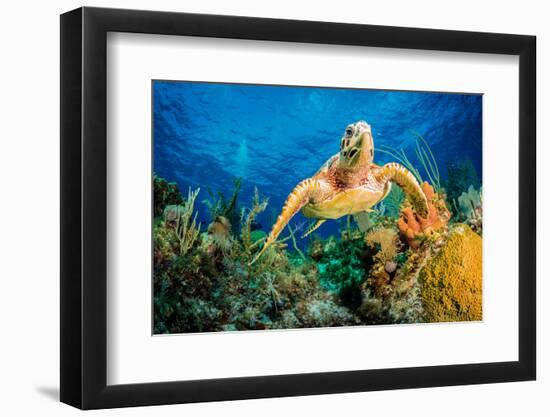 Hawksbill Turtle Swimming Through Caribbean Reef-Jan Abadschieff-Framed Photographic Print