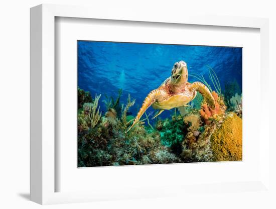 Hawksbill Turtle Swimming Through Caribbean Reef-Jan Abadschieff-Framed Photographic Print