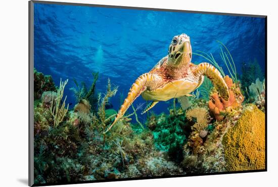 Hawksbill Turtle Swimming Through Caribbean Reef-Jan Abadschieff-Mounted Photographic Print