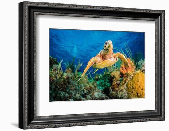 Hawksbill Turtle Swimming Through Caribbean Reef-Jan Abadschieff-Framed Photographic Print