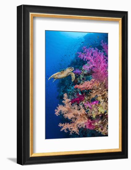 Hawksbill turtle swims along a coral reef, Sinai, Egypt-Alex Mustard-Framed Photographic Print