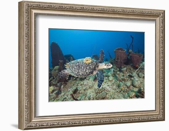 Hawksbill Turtle Tagged with Transmitter-Reinhard Dirscherl-Framed Photographic Print