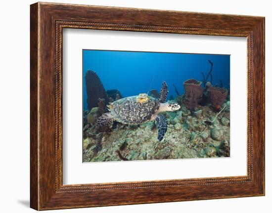 Hawksbill Turtle Tagged with Transmitter-Reinhard Dirscherl-Framed Photographic Print