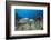 Hawksbill Turtle Tagged with Transmitter-Reinhard Dirscherl-Framed Photographic Print