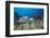 Hawksbill Turtle Tagged with Transmitter-Reinhard Dirscherl-Framed Photographic Print