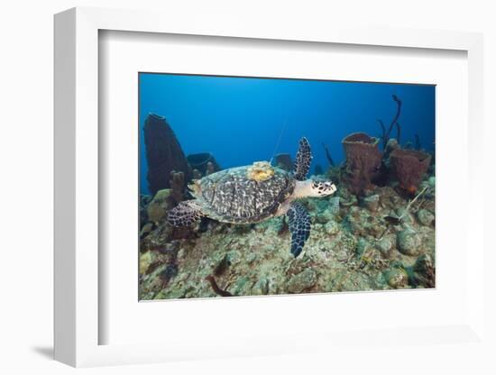 Hawksbill Turtle Tagged with Transmitter-Reinhard Dirscherl-Framed Photographic Print