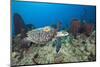 Hawksbill Turtle Tagged with Transmitter-Reinhard Dirscherl-Mounted Photographic Print