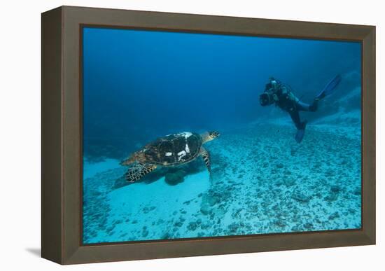 Hawksbill Turtle-Matthew Oldfield-Framed Premier Image Canvas