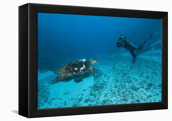 Hawksbill Turtle-Matthew Oldfield-Framed Premier Image Canvas