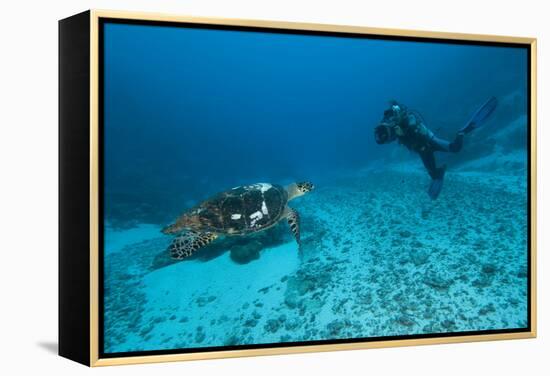 Hawksbill Turtle-Matthew Oldfield-Framed Premier Image Canvas