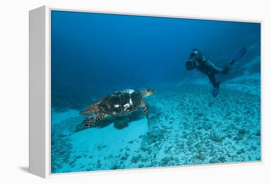 Hawksbill Turtle-Matthew Oldfield-Framed Premier Image Canvas