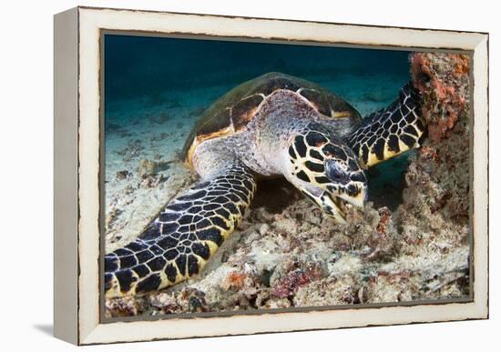 Hawksbill Turtle-Matthew Oldfield-Framed Premier Image Canvas