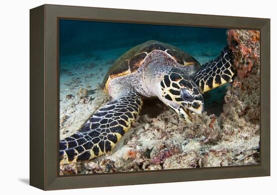 Hawksbill Turtle-Matthew Oldfield-Framed Premier Image Canvas