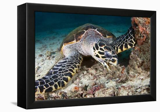 Hawksbill Turtle-Matthew Oldfield-Framed Premier Image Canvas