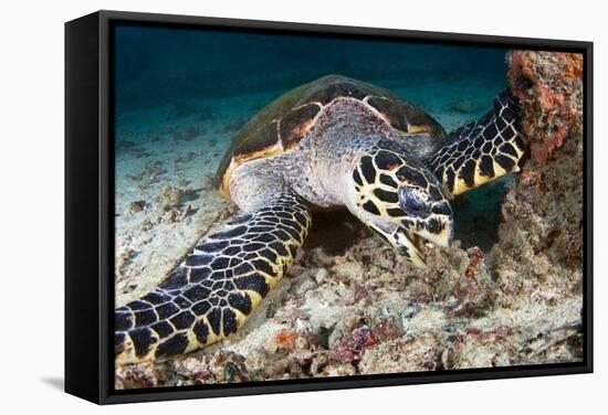 Hawksbill Turtle-Matthew Oldfield-Framed Premier Image Canvas