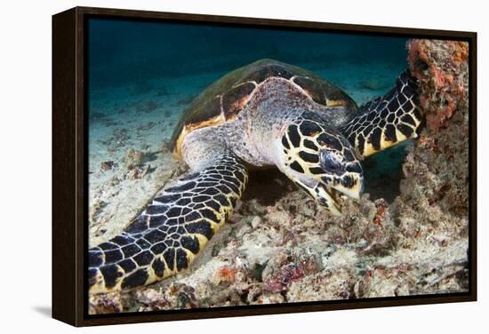 Hawksbill Turtle-Matthew Oldfield-Framed Premier Image Canvas