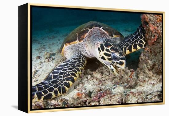 Hawksbill Turtle-Matthew Oldfield-Framed Premier Image Canvas