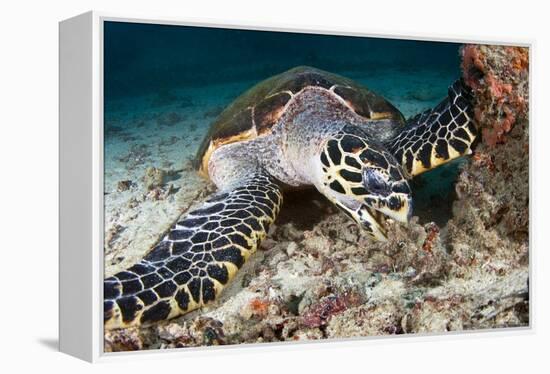 Hawksbill Turtle-Matthew Oldfield-Framed Premier Image Canvas