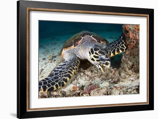 Hawksbill Turtle-Matthew Oldfield-Framed Premium Photographic Print