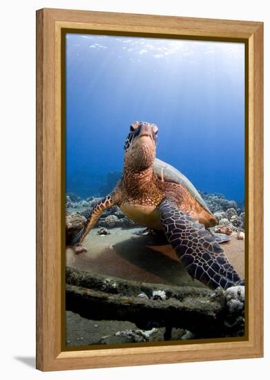 Hawksbill Turtle-null-Framed Premier Image Canvas