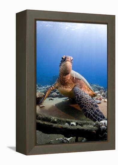 Hawksbill Turtle-null-Framed Premier Image Canvas