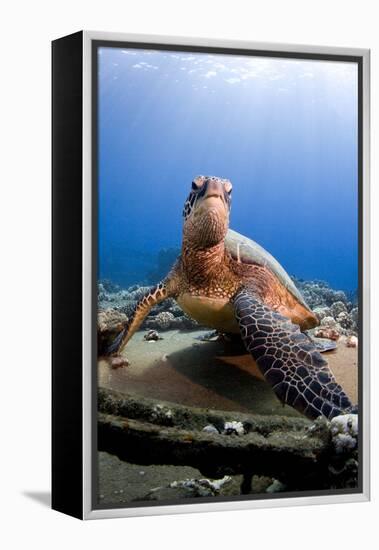 Hawksbill Turtle-null-Framed Premier Image Canvas